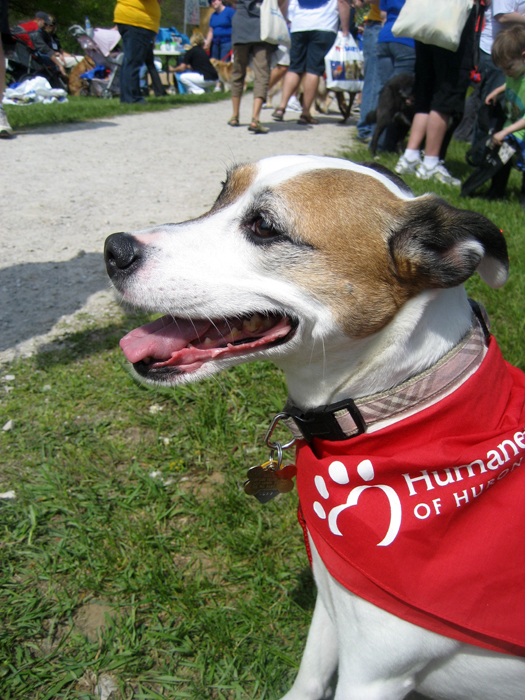 Melody at the 2008 HSHV Walk & Wag