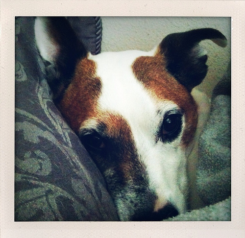 Melody in the Morning