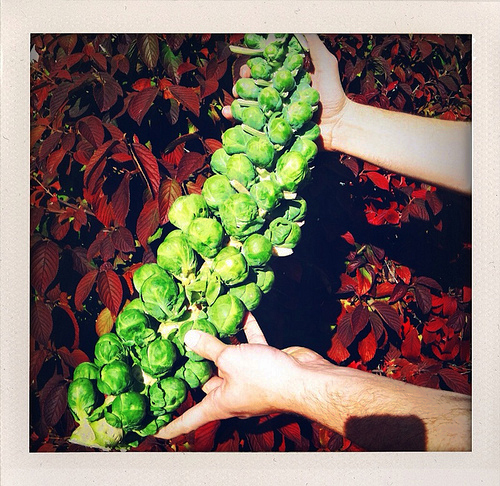 BrusselsSprouts
