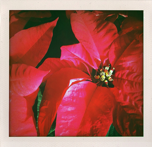 Poinsettia